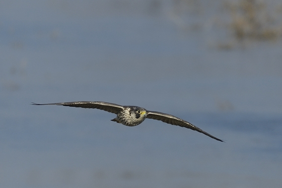Falco pellegrino